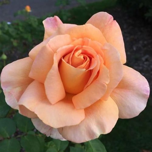 Vendita, rose rose ibridi di tea - arancione - Rosa Apricot Silk - rosa mediamente profumata - Charles Walter Gregory - ,-